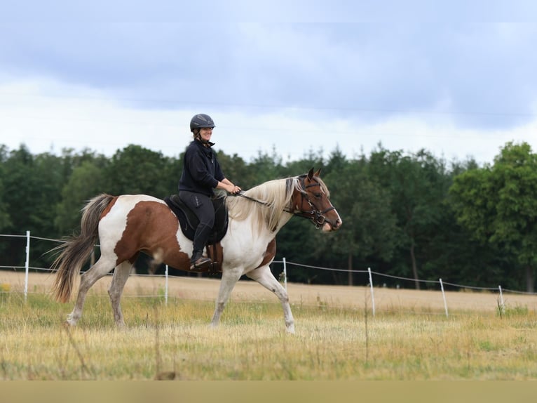 Rocky Mountain Horse Mestizo Yegua 7 años 148 cm Pío in Ribbesbüttel