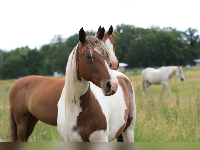 Rocky Mountain Horse Mestizo Yegua 7 años 148 cm Pío in Ribbesbüttel
