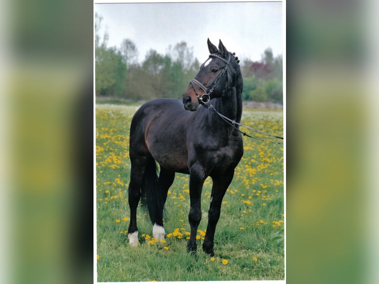 ROMINO Caballo de Holstein Semental Castaño oscuro in Mengen