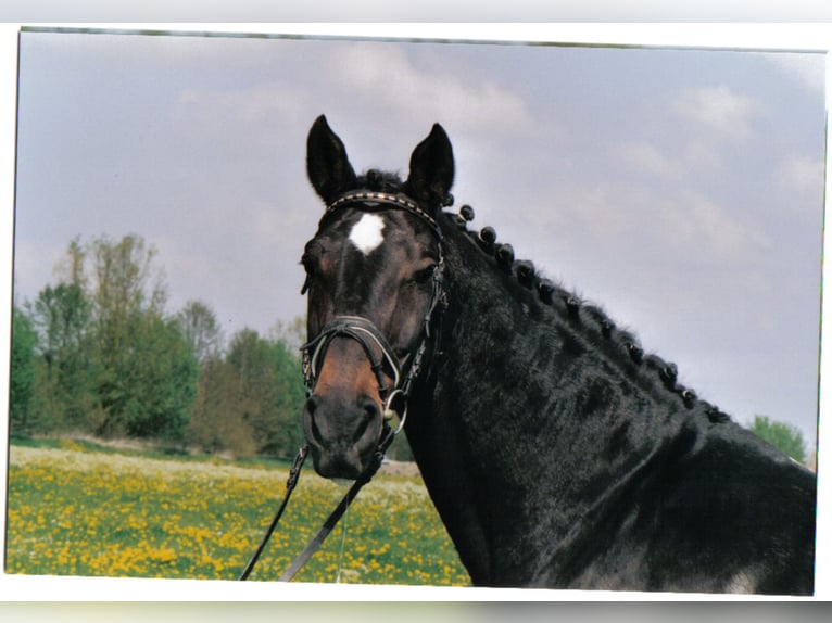 ROMINO Caballo de Holstein Semental Castaño oscuro in Mengen