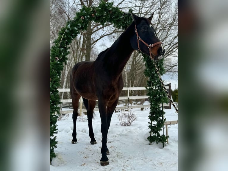 Rosyjski koń wierzchowy Klacz 10 lat 165 cm Ciemnogniada in Nizhny Novgorod region
