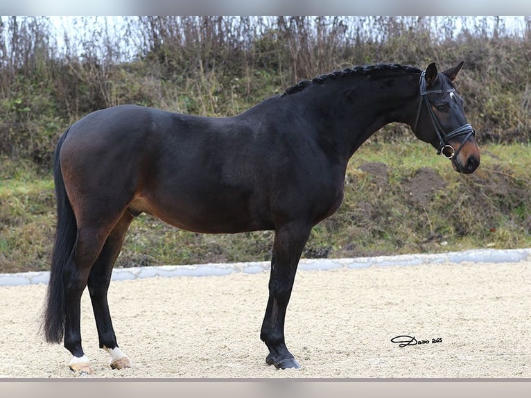 Rosyjski koń wierzchowy Wałach 11 lat 165 cm Ciemnogniada in Schlatt