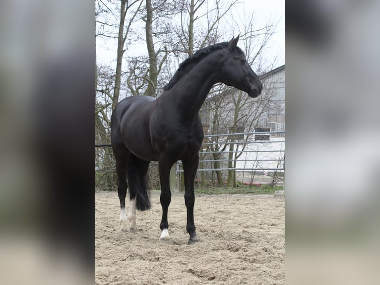 ROTSPON Hannoveraner Hengst Rappe in Celle