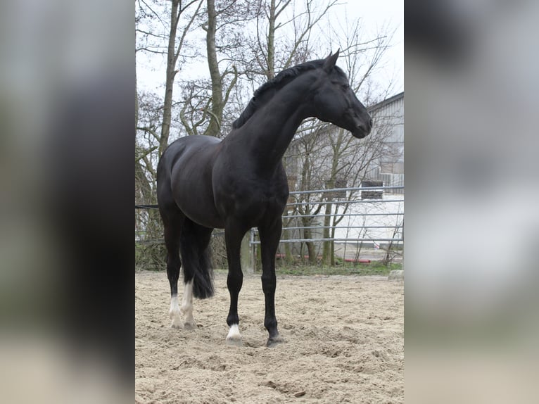 ROTSPON Hanoverian Stallion Black in Celle