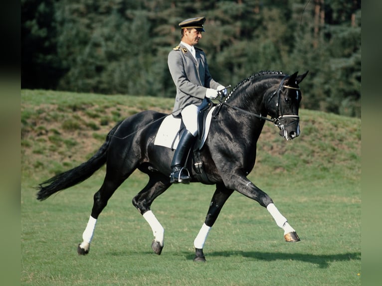 ROTSPON Hanoverian Stallion Black in Celle