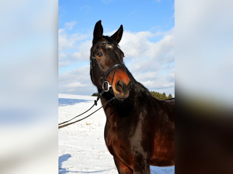 Rottal Mare 10 years 16,1 hh Bay-Dark in Hebertsfelden