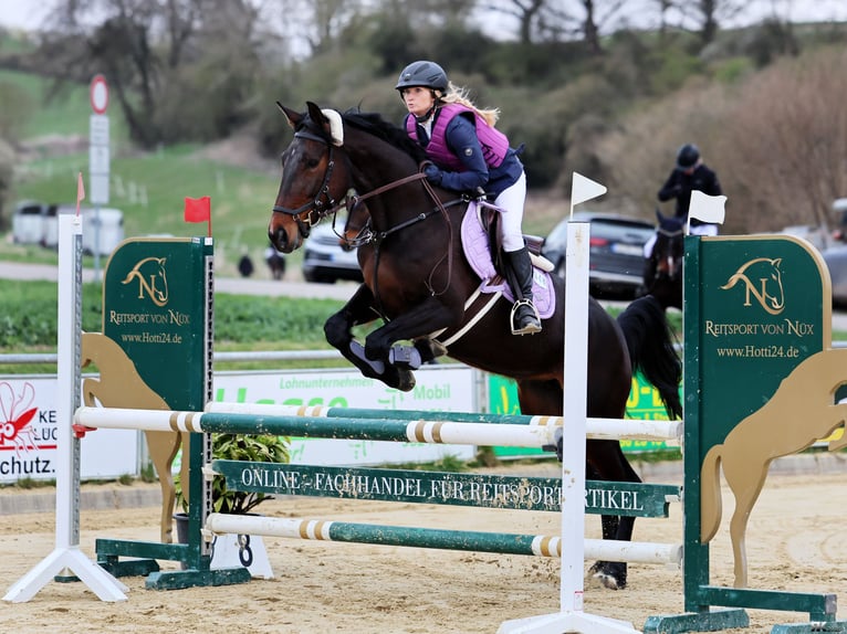 Rottal Mare 6 years 16.1 hh Bay-Dark in Bebra