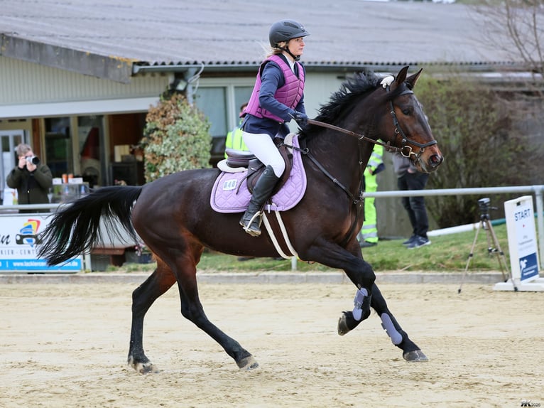 Rottaler Giumenta 6 Anni 168 cm Baio scuro in Bebra