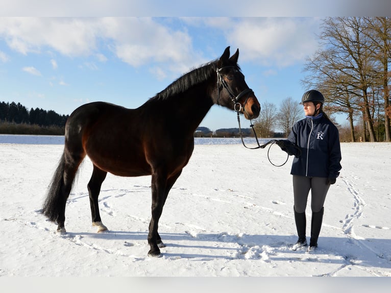 Rottaler Jument 10 Ans 168 cm Bai brun in Hebertsfelden