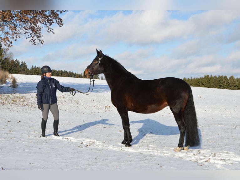 Rottaler Jument 10 Ans 168 cm Bai brun in Hebertsfelden