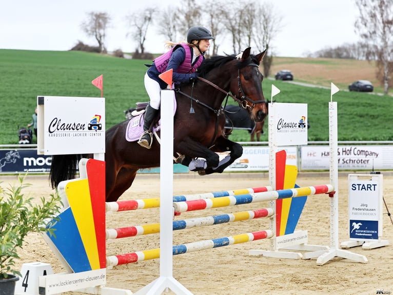 Rottaler Jument 6 Ans 168 cm Bai brun in Bebra