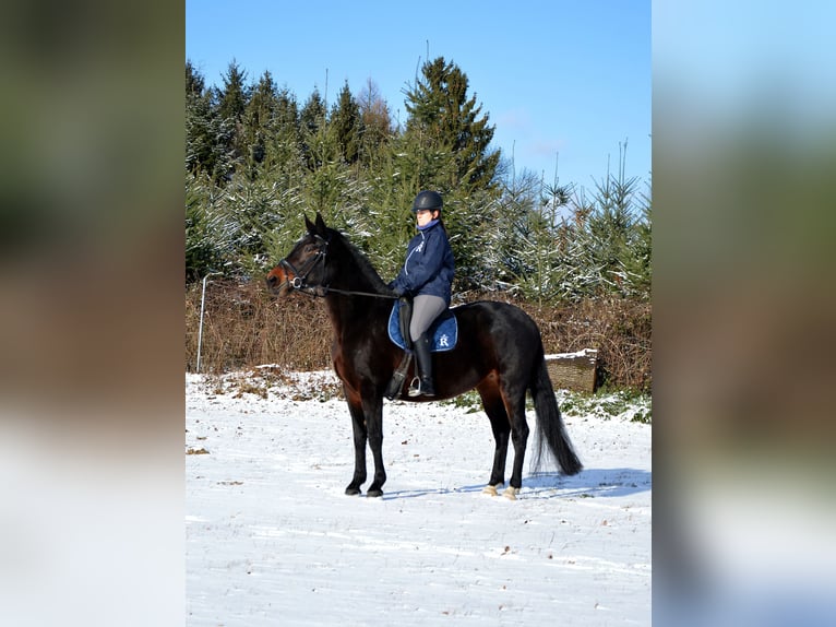 Rottaler Klacz 10 lat 168 cm Ciemnogniada in Hebertsfelden