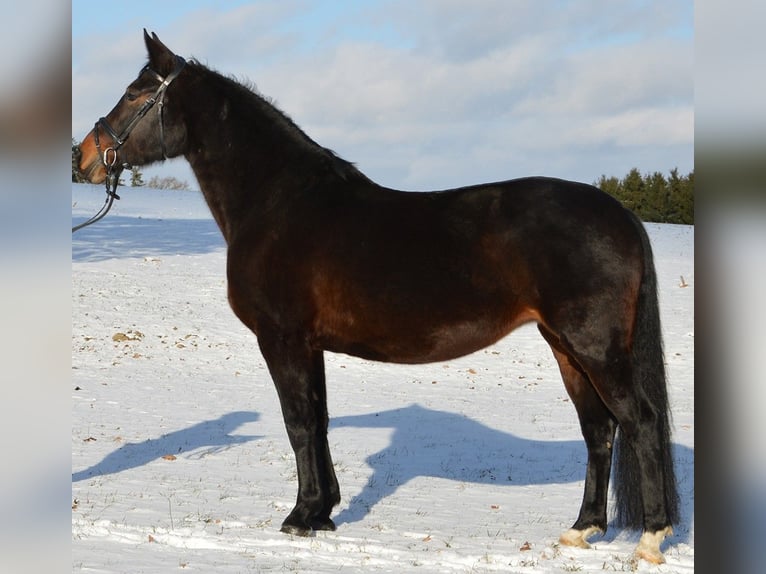 Rottaler Klacz 10 lat 168 cm Ciemnogniada in Hebertsfelden