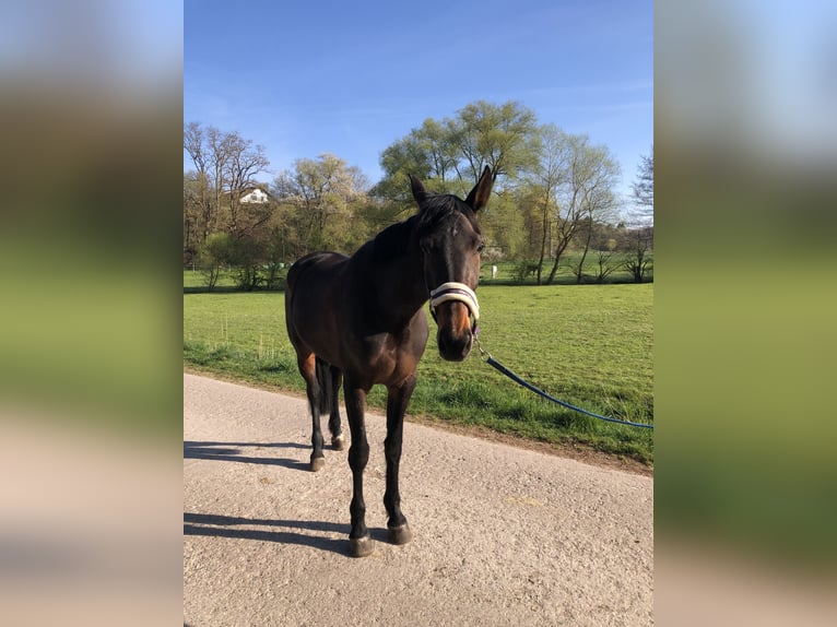 Rottaler Klacz 6 lat 168 cm Ciemnogniada in Bebra