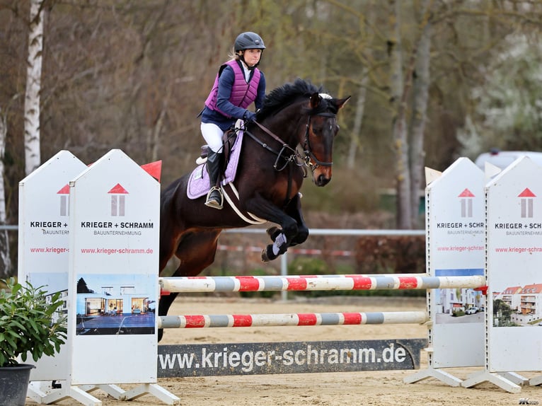 Rottaler paard Merrie 6 Jaar 168 cm Donkerbruin in Bebra