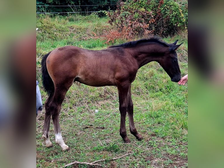 Rouan bai Étalon 1 Année 165 cm Bai in Kozina