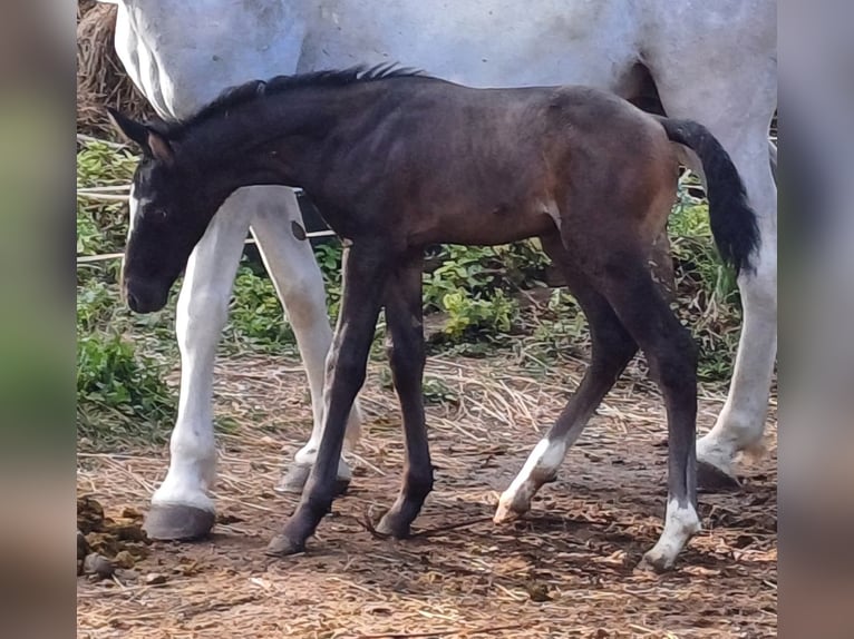 Rouan bai Étalon 1 Année 165 cm Bai in Kozina