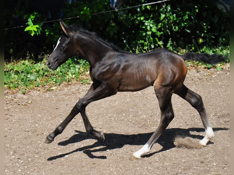 Rouan bai Étalon 1 Année 165 cm Bai in Kozina