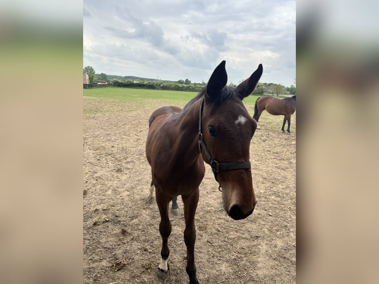 Rouan bai Étalon 1 Année Bai clair in Xanten
