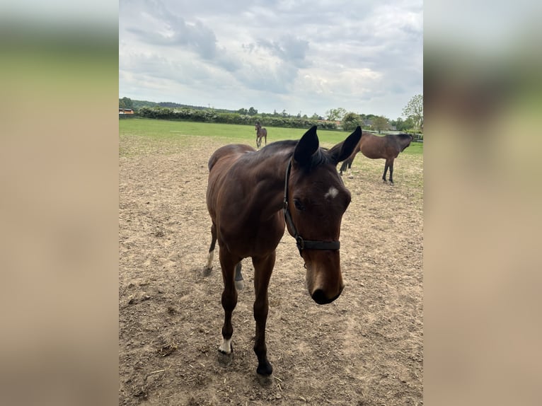 Rouan bai Étalon 1 Année Bai clair in Xanten