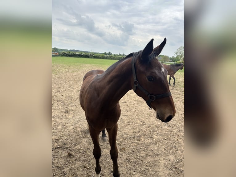 Rouan bai Étalon 1 Année Bai clair in Xanten