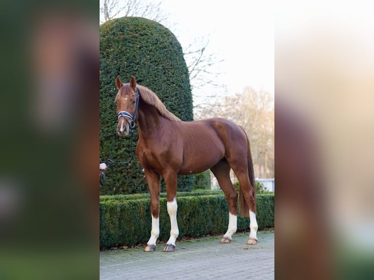 Rouan bai Étalon 3 Ans 166 cm Alezan brûlé in Lohne (Oldenburg)