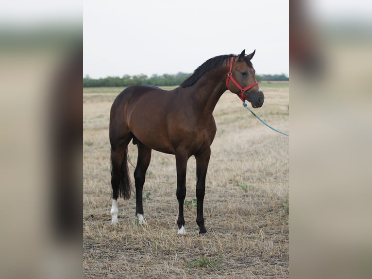 Rouan bai Étalon 3 Ans 167 cm Buckskin in Borstorf