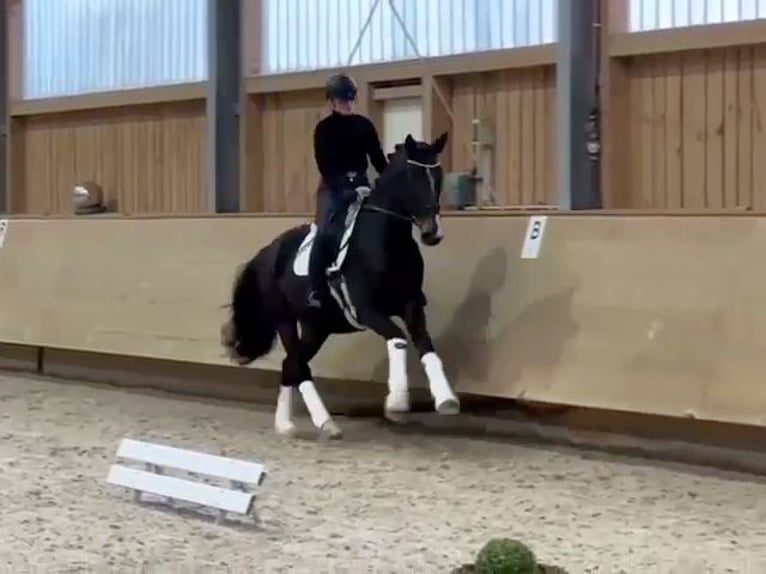 Rouan bai Étalon 4 Ans 178 cm Bai brun in Kaufbeuren