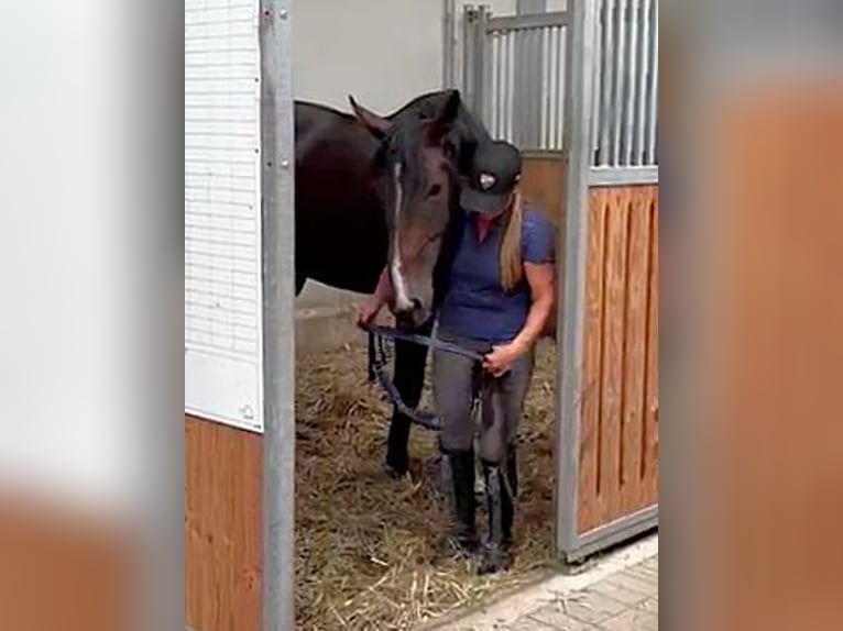 Rouan bai Étalon 4 Ans 178 cm Bai brun in Kaufbeuren