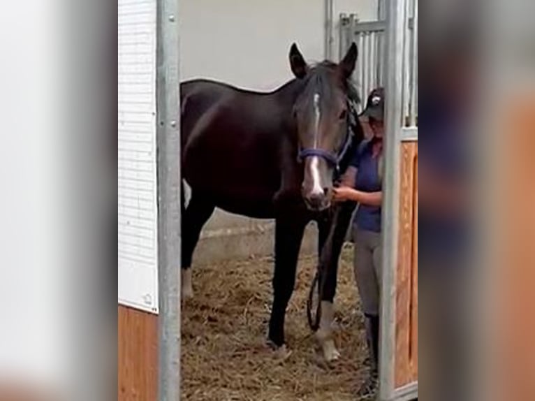 Rouan bai Étalon 4 Ans 178 cm Bai brun in Kaufbeuren