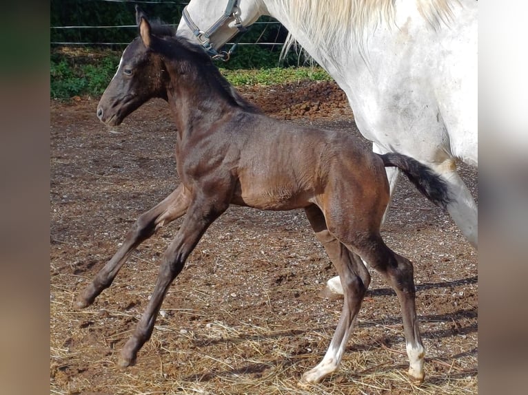 Rouan bai Étalon  165 cm Bai in Kozina