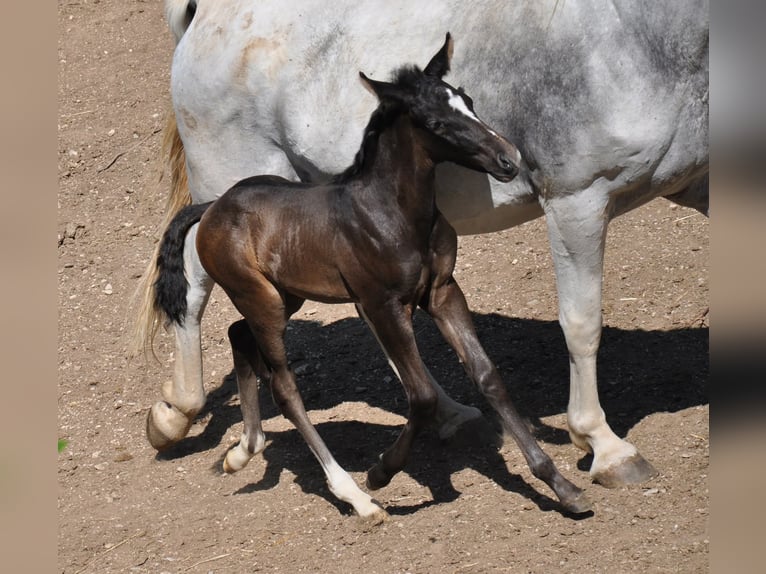 Rouan bai Étalon  165 cm Bai in Kozina