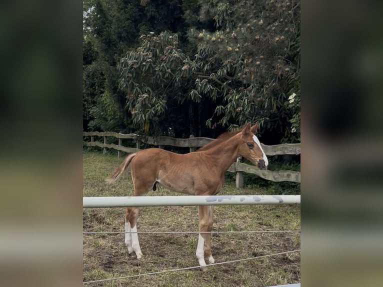 Rouan bai Étalon Poulain (03/2026) 170 cm Alezan in Eschweiler