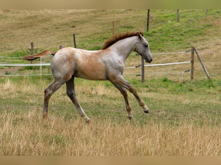 Rouan bai Étalon  170 cm Gris in Essen