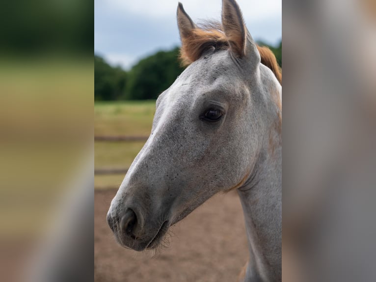 Rouan bai Étalon  170 cm Gris in Essen