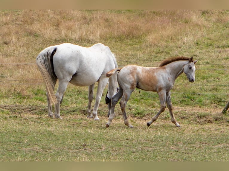 Rouan bai Étalon  170 cm Gris in Essen