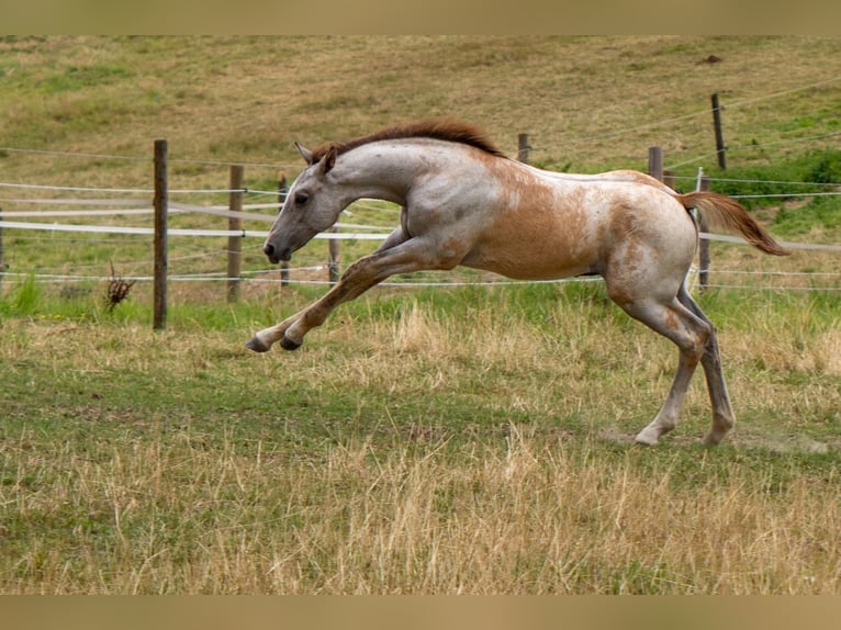 Rouan bai Étalon  170 cm Gris in Essen