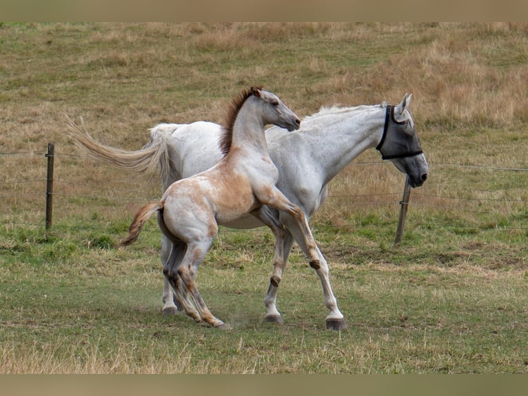 Rouan bai Étalon  170 cm Gris in Essen
