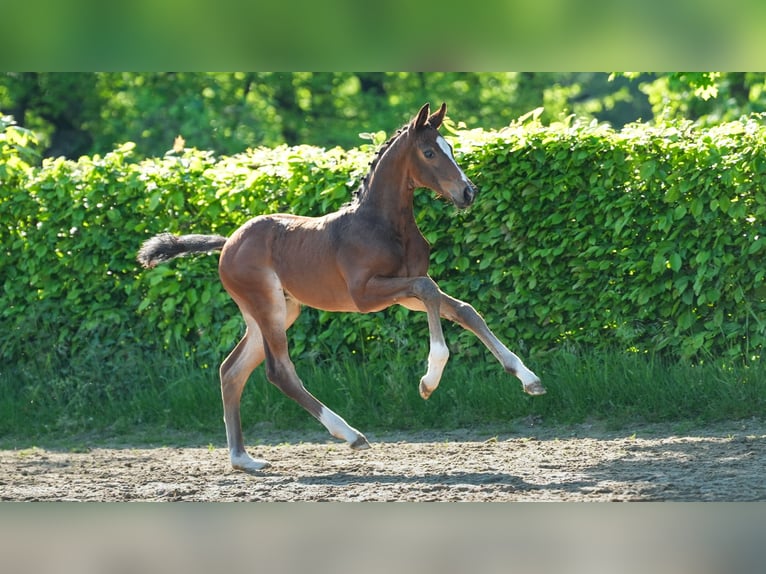 Rouan bai Étalon  Bai in Mnchengladbach