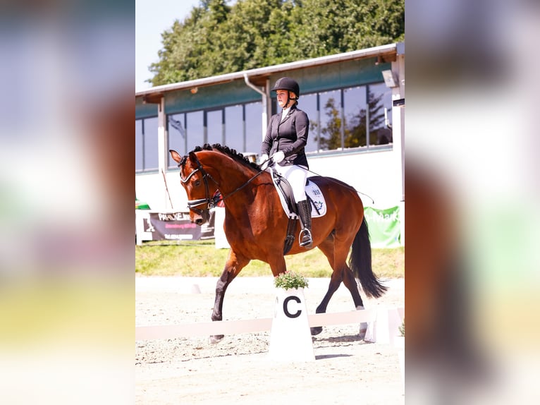 Rouan bai Hongre 10 Ans 175 cm Bai in LeverkusenLeverkusen