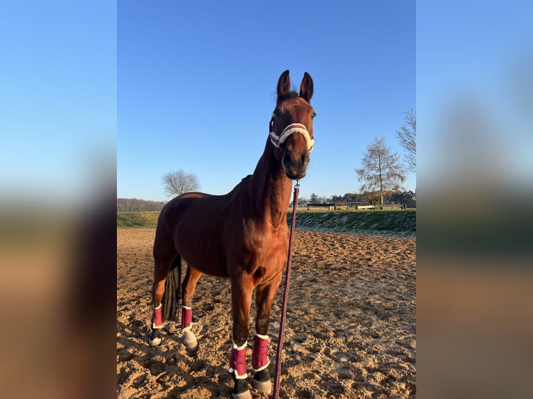 Rouan bai Hongre 10 Ans 183 cm Bai in Vierlinden Friedersdorf