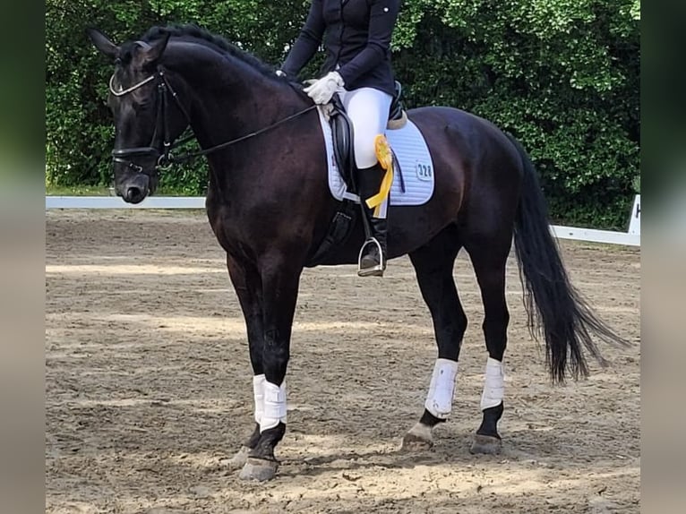 Rouan bai Hongre 11 Ans 172 cm Noir in Leverkusen