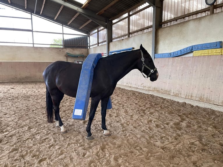 Rouan bai Hongre 11 Ans 176 cm Bai brun in Königswinter