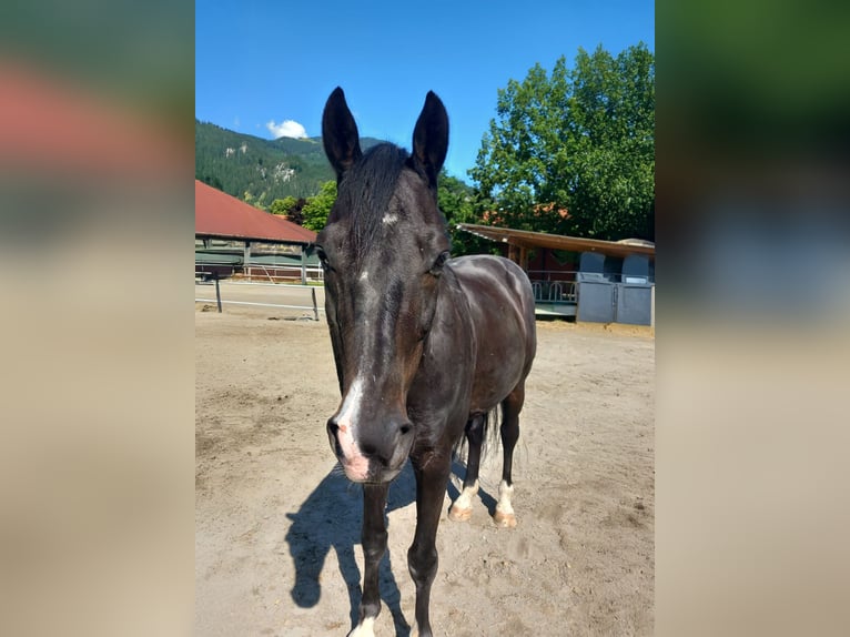 Rouan bai Hongre 12 Ans 160 cm Bai brun in Reutte