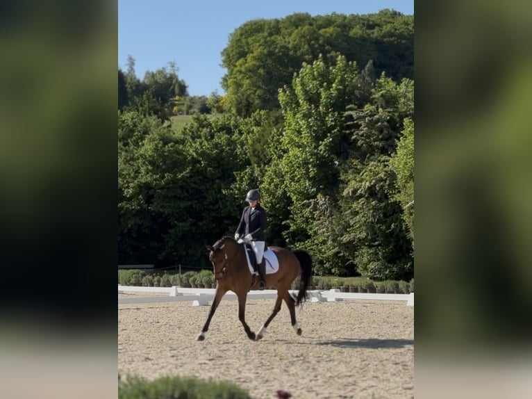 Rouan bai Hongre 12 Ans 168 cm Bai in Lindlar