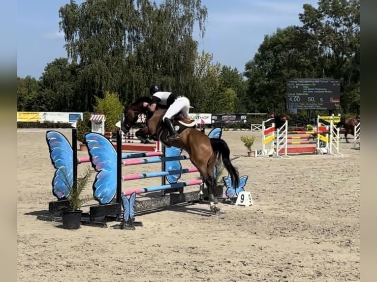 Rouan bai Hongre 12 Ans 168 cm Bai in Lindlar