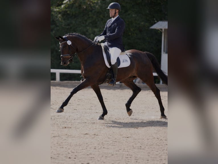 Rouan bai Hongre 12 Ans 170 cm Bai brun in Herbstein