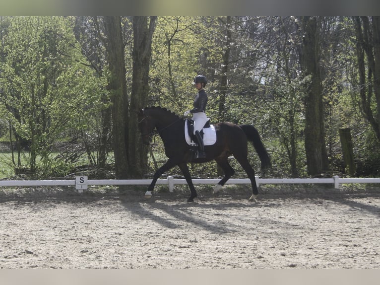Rouan bai Hongre 12 Ans 170 cm Bai brun in Hamminkeln