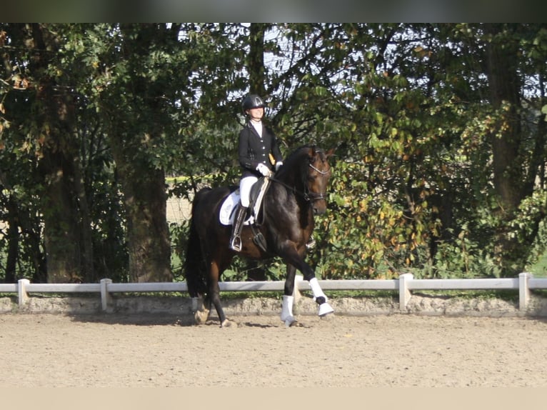 Rouan bai Hongre 12 Ans 170 cm Bai brun in Hamminkeln