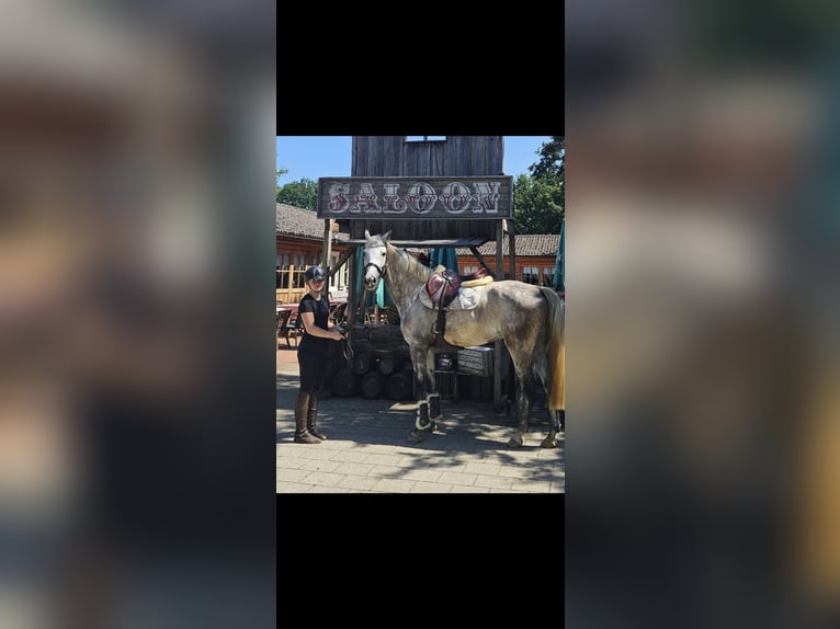 Rouan bai Hongre 12 Ans 170 cm Gris pommelé in Wassenberg